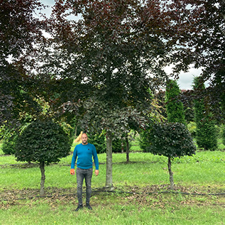 wanneer bladverliezende bomen snoeien?