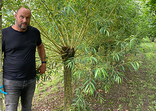 bladverliezende bomen verzorgen