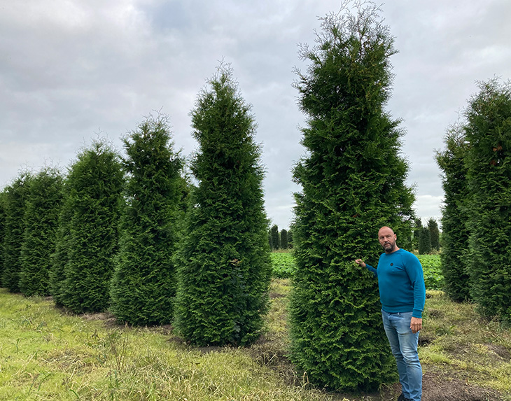 coniferen bomen