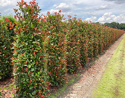 haagplanten-kopen