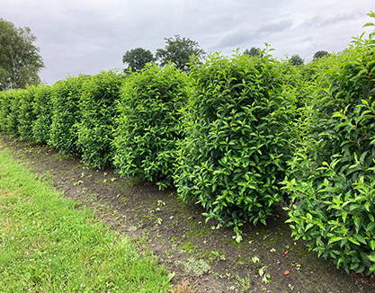 haagplanten-online