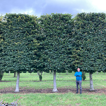 leibomen kopen