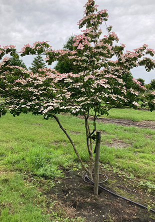 meerstammige-bomen