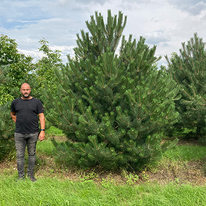 pinus-sylvestris-snoeien