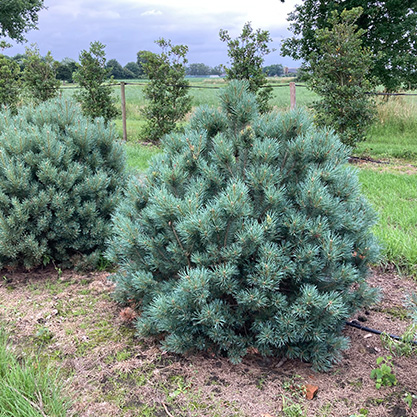 pinus-sylvestris