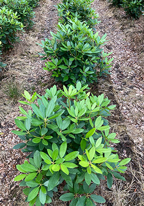 rhododendrons 1