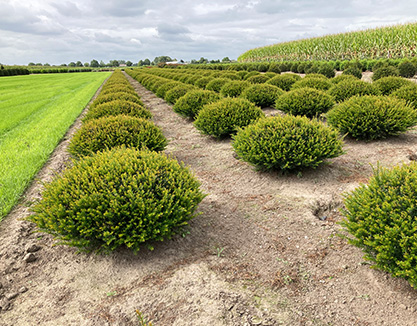 planten-reeuwijk