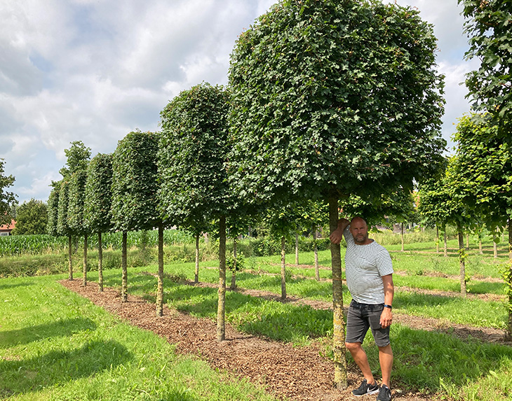 bomen-kopen