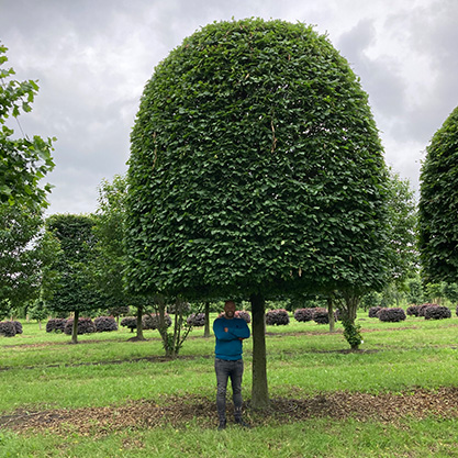 vormsnoei-bomen