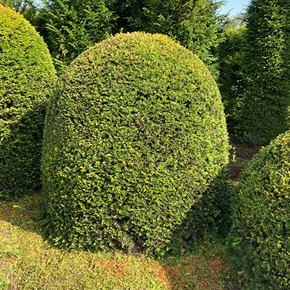 planten-kwekerij-reeuwijk