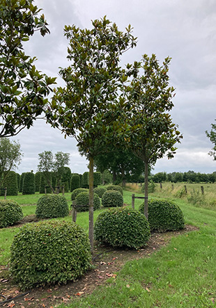 wintergroene-bomen