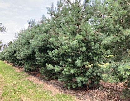 groenblijvende bomen