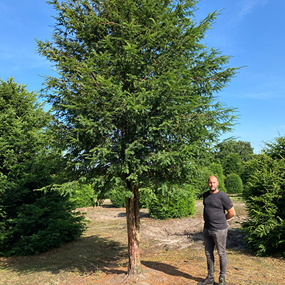 wintergroene-bomen-op-stam